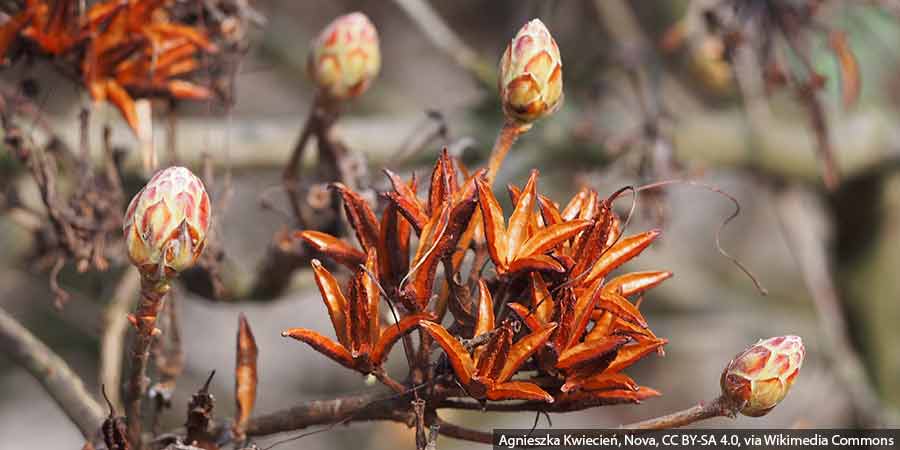 nabrzmiałe pąki kwiatowe azalii wielkokwiatowej wiosną