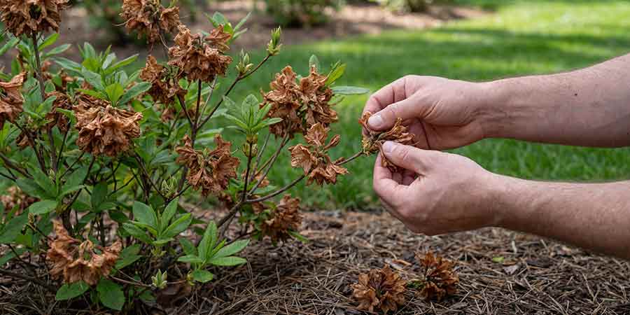 usuwanie przekwitłych kwiatostanów azalii wielkokwiatowej