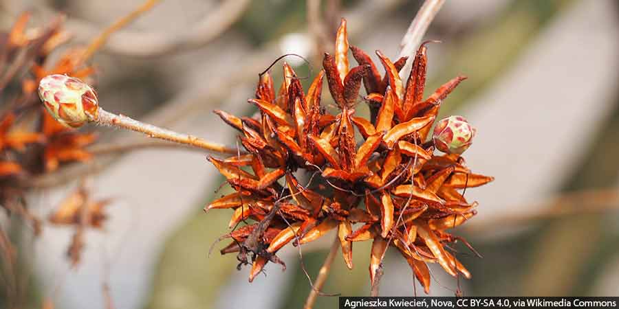 Zawiązane torebki nasienne na krzewie azalii - efekt braku deadheadingu, czyli usuwania przekwitłym kwiatostanów