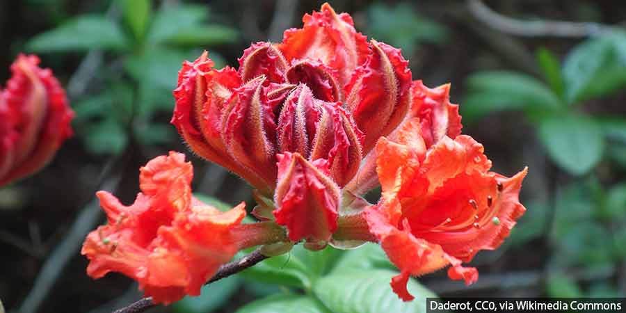 rozwijające się pąki kwiatowe azalii wielkokwiatowej wiosną