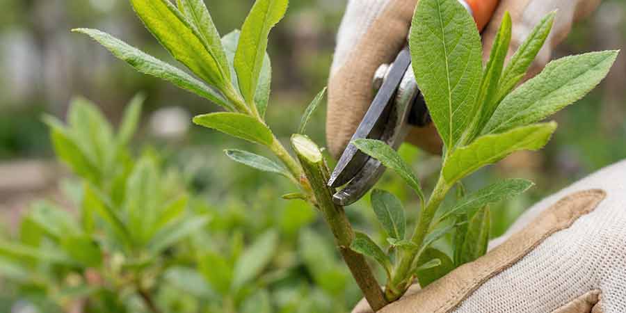 przycinanie azalii wielkokwiatowych krok po kroku – prawidłowe miejsce cięcia pędu