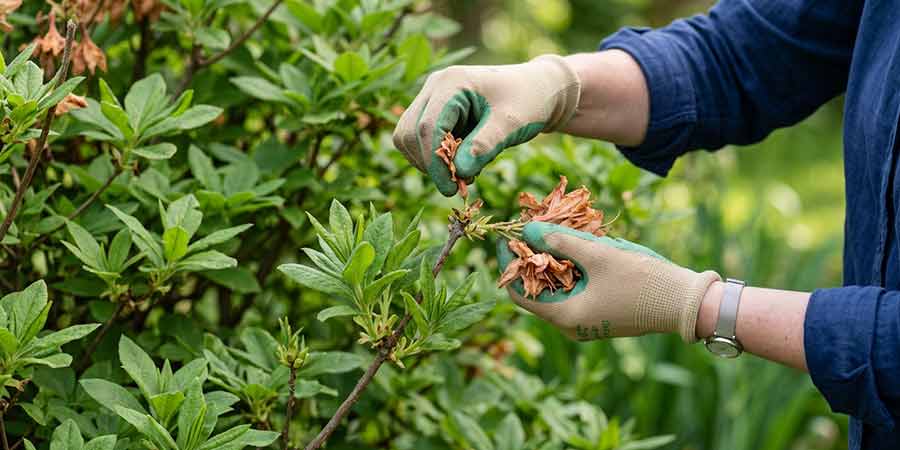 deadheading azalii wielkokwiatowej – usuwanie przekwitłych kwiatostanów
