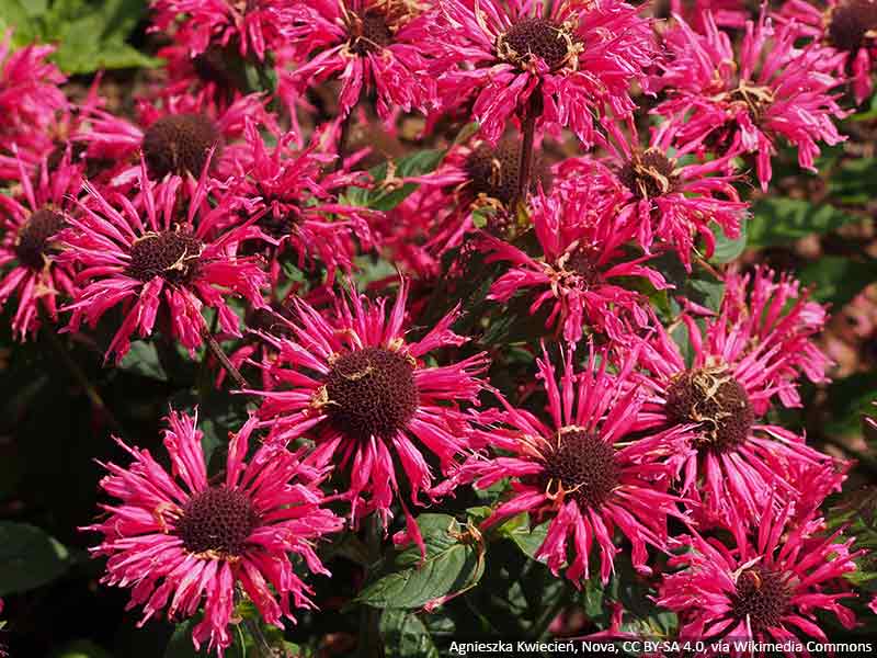 pysznoglowka czerwona