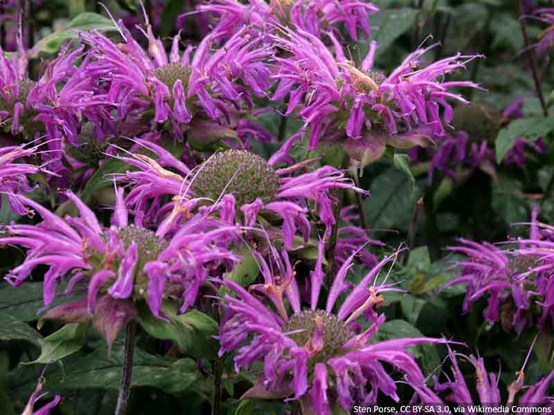 pysznoglowka fioletowa