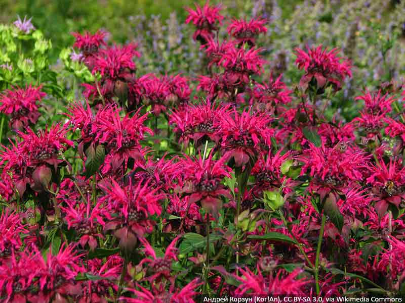 pysznoglowka z serii bee you