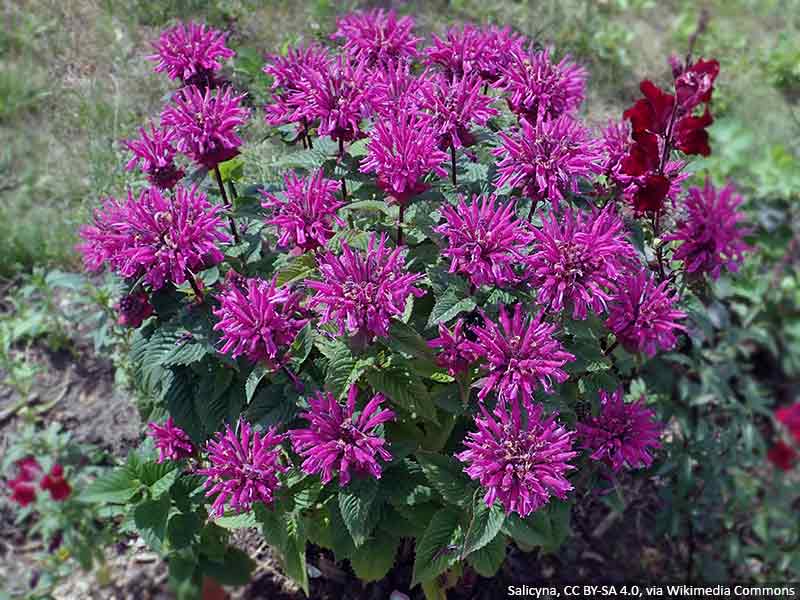 pysznoglowka bee you bee merry