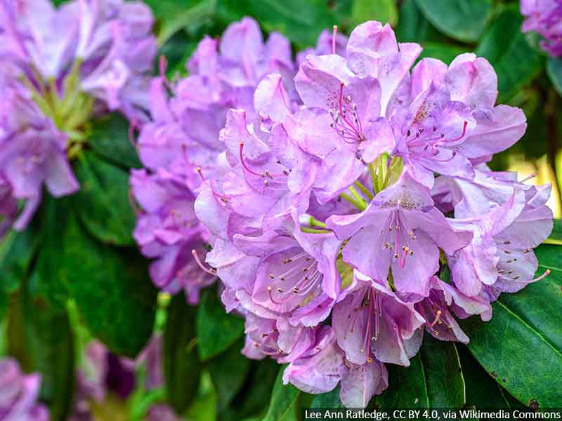 rozanecznik-fioletowy