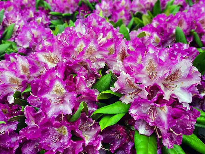 rozanecznik-yakushimanum-fioletowy