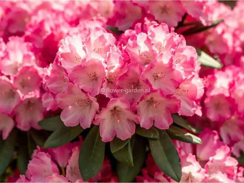 rozanecznik-jakuszimanski-czerwony