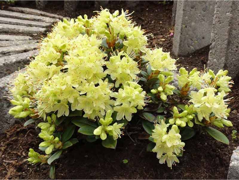 rozanecznik-karlowy-zolty