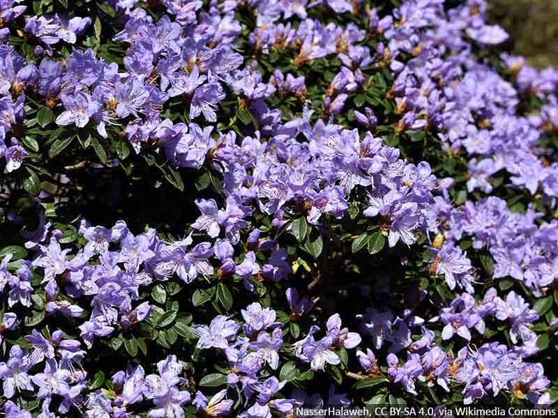 rozanecznik-karlowy-fioletowy