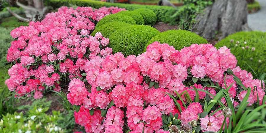 rozanecznik-sadzonki