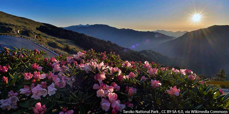 rozanecznik-naturalnie-rosnie-w-gorach