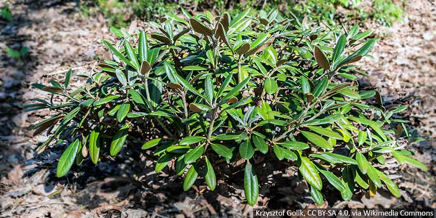 rozanecznik-nie-kwitnie