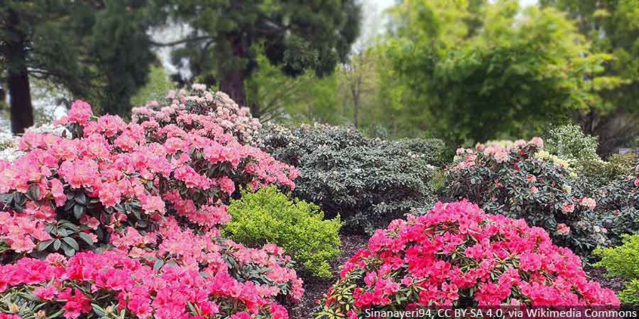 rabata-z-rozanecznikami