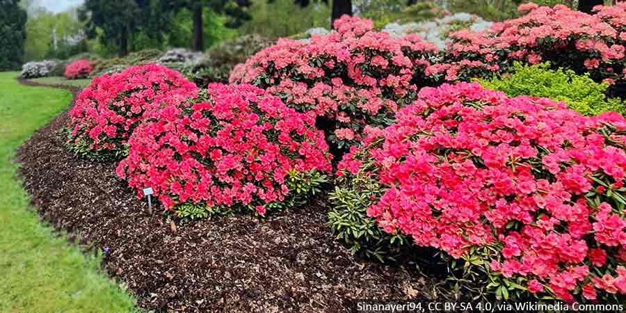 jaka-ziemia-do-rozanecznikow