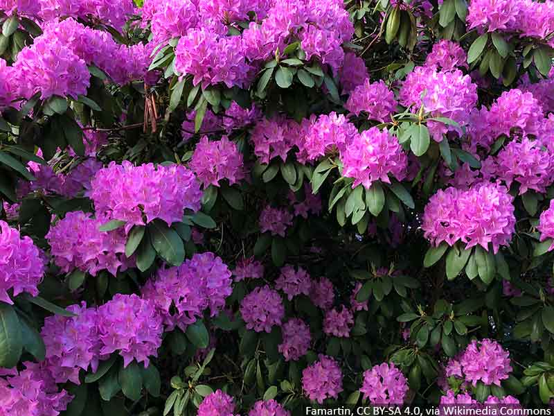 rododendron-najlepsze-stanowisko