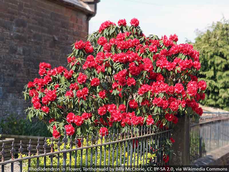 rozanecznik-gdzie-posadzic