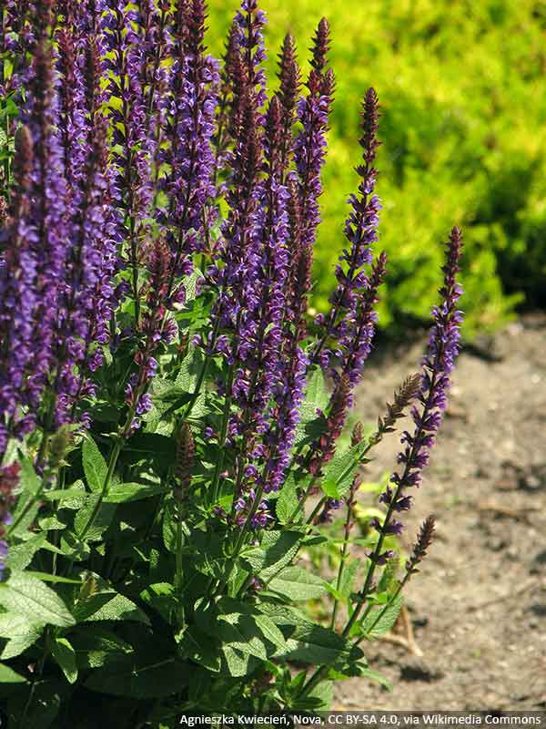 szalwia ostfriesland1