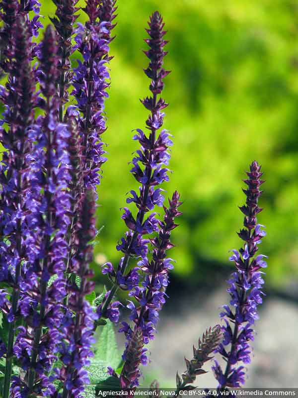 szalwia ostfriesland2