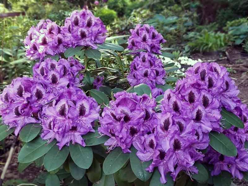 rododendron-fioletowy-peter-alan