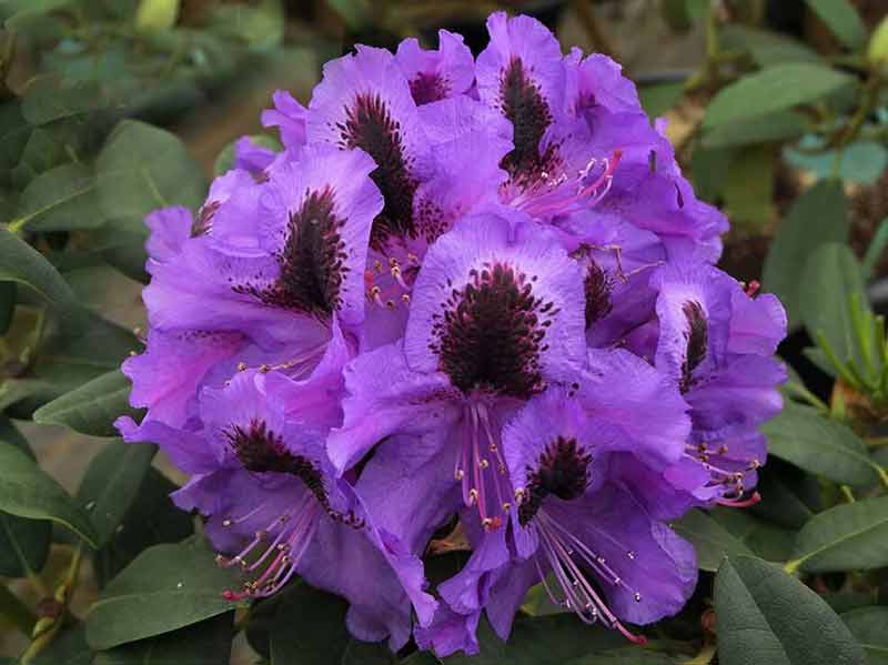 rozanecznik-fioletowy-peter-alan