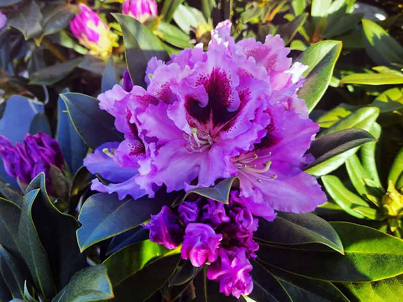 rododendron-fioletowy-peter-alan