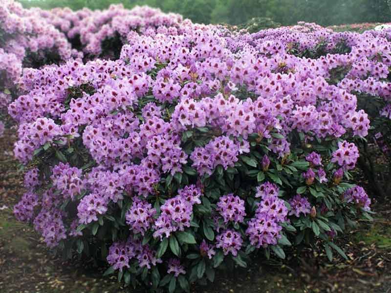 rozanecznik-fioletowy-peter-alan