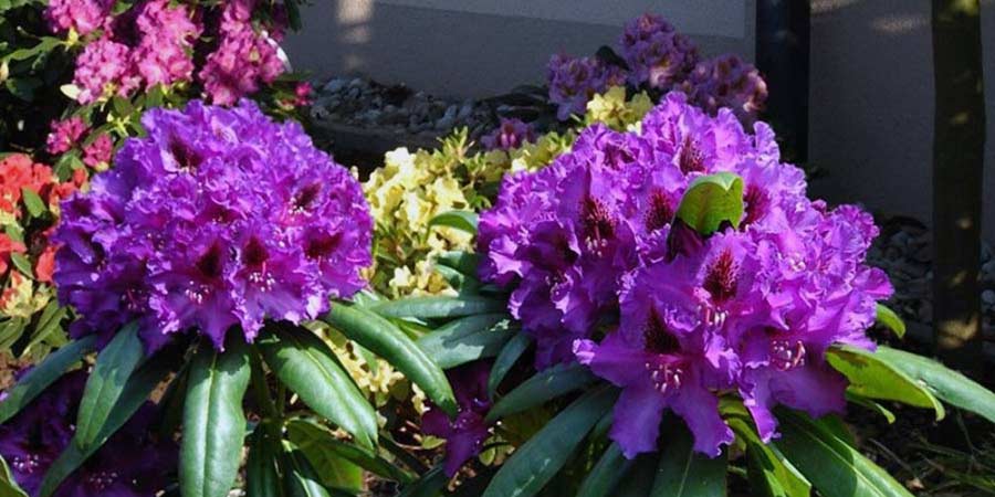 rododendron-catawbiense-grandiflorum-sadzonki