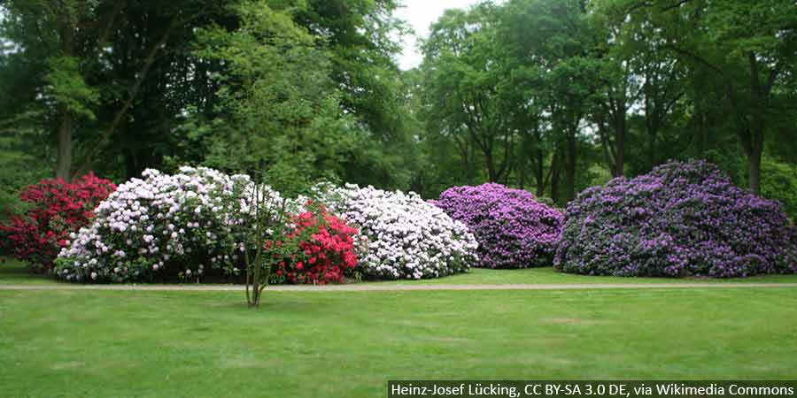 rododendron-fioletowy-gdzie-sadzic