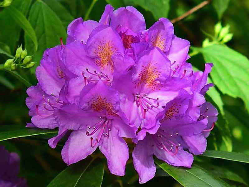 rododendron-fioletowy-peter-alan