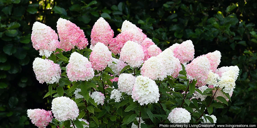 hortensja bukietowa Living Pink and Rose - kwiatostany przebarwiające się na ciemny róż