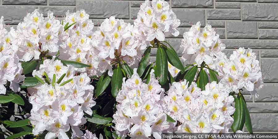 rododendron-catawbiense-album-sadzonki