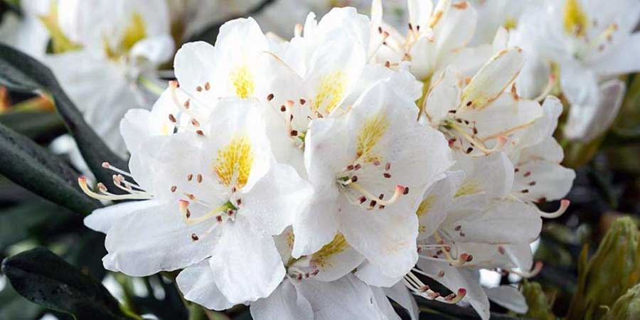 rododendron-madame-masson-sadzonki