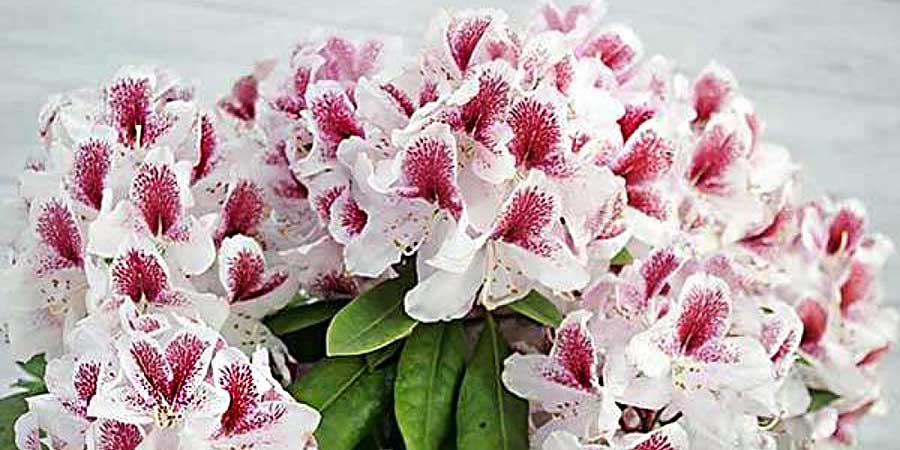 rododendron-belami-sadzonki