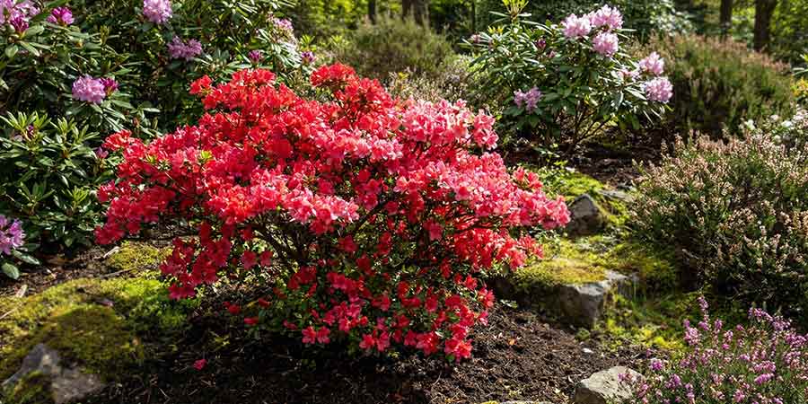 azalie i rododendrony posadzone w kwaśnym torfie pięknie kwitną