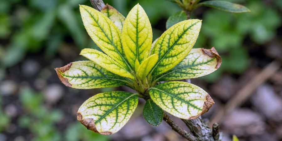 chloroza azalii - żółty liść z widocznym unerwieniem blaszki liściowej