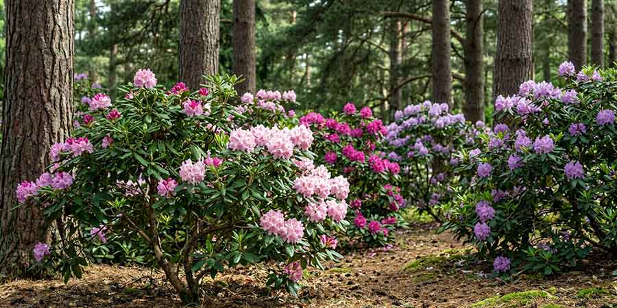 rododendrony rosnące w ogrodzie leśnym