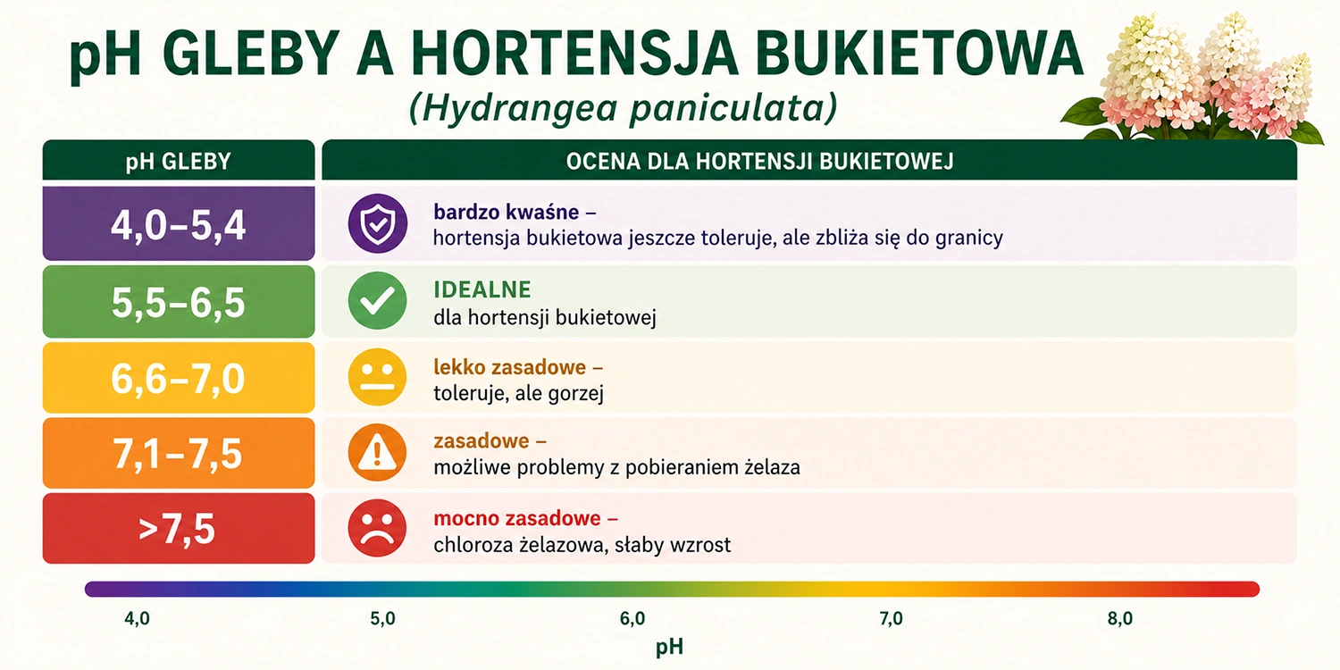 idealne pH podłoża dla hortensji bukietowej - infografika