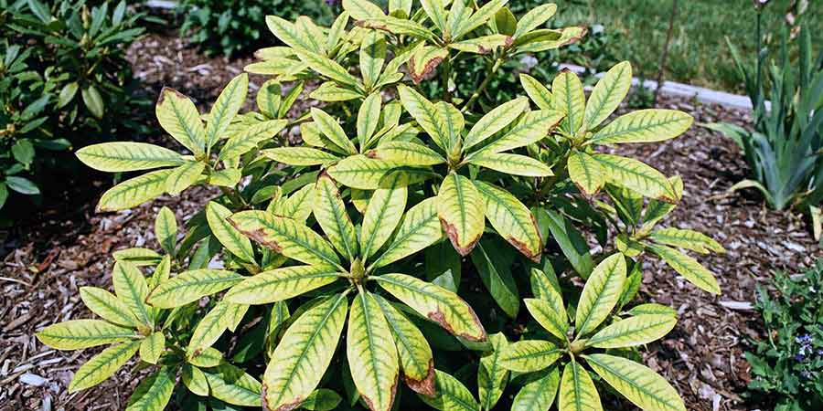 chloroza na sadzonce rododendrona