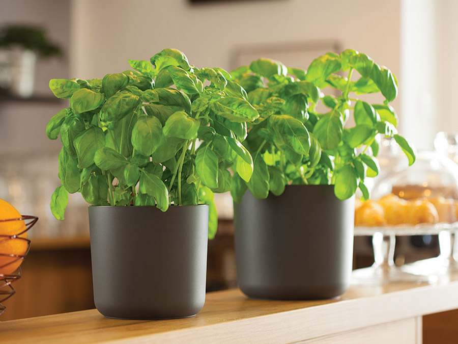 Osłonka Aruba 13 marsala