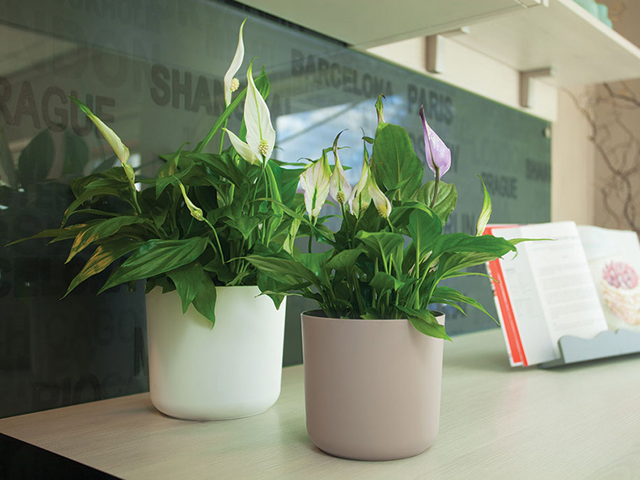 Osłonka Aruba 13 marsala