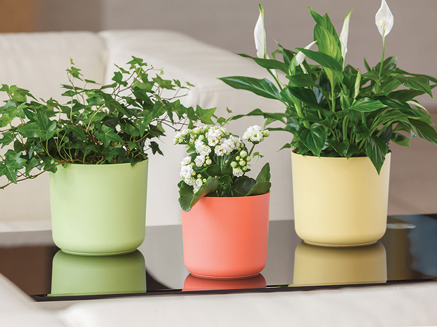 Osłonka Aruba 13 marsala