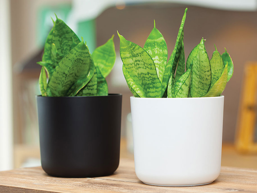 Osłonka Aruba 13 marsala