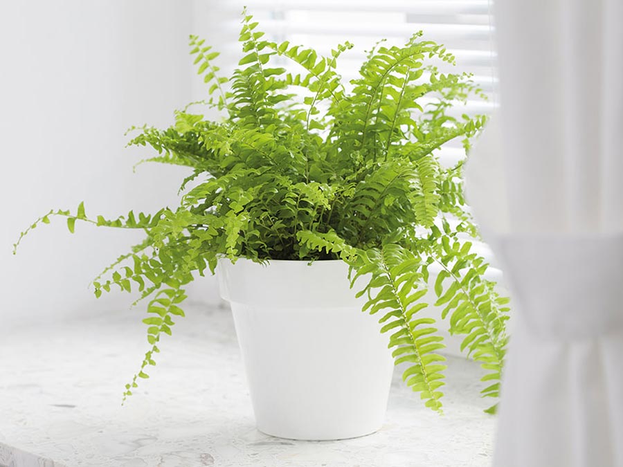 Osłonka Ibiza 14cm biała