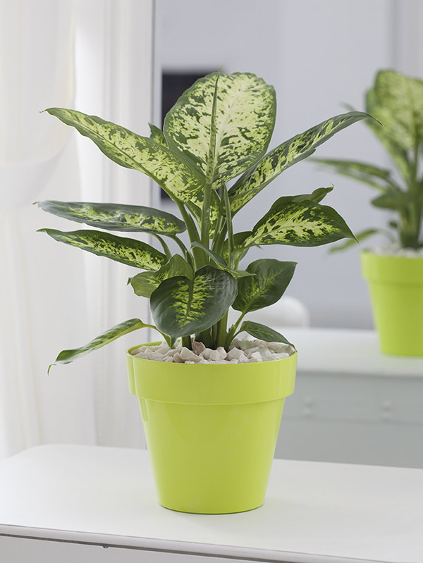 Osłonka Ibiza 14cm biała