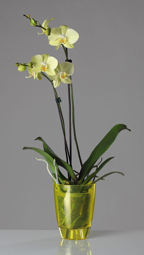 Osłonka do storczyków ORCHIDEA Pomarańczowy