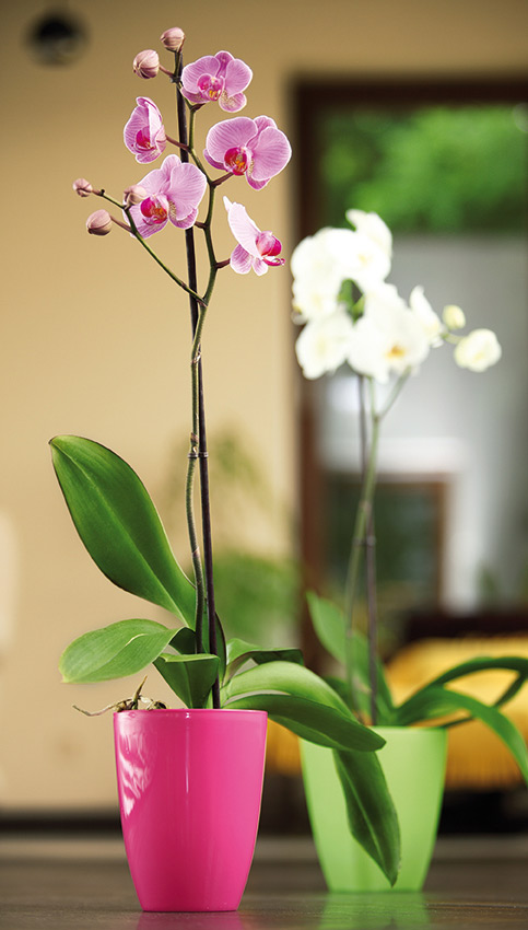 Osłonka do storczyków ORCHIDEA Pomarańczowy