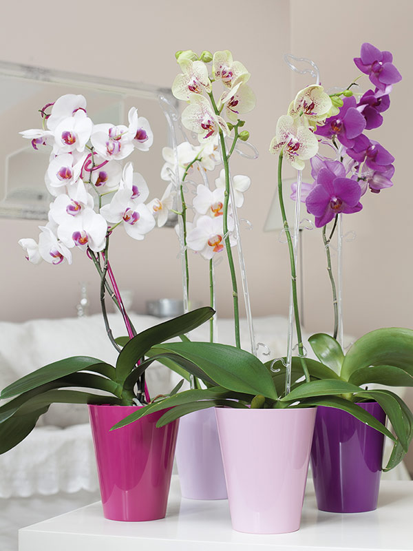 Osłonka do storczyków VULCANO Mięta