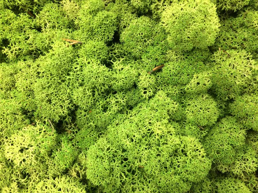 Mech Chrobotek Reniferowy Spring Green 100g